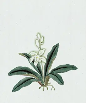 Fronds: Color ink drawing depicting orchid