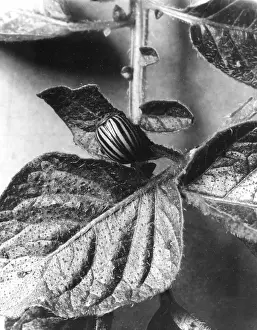 Blight: COLORADO BEETLE