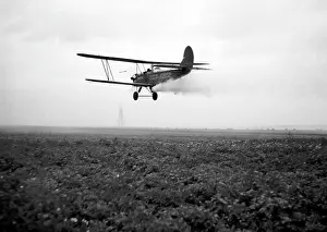 Eradicate: Colorado beetle