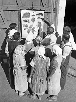 Bugs: Colorado beetle control, 1935