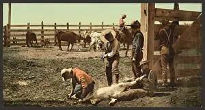 Calves: Colorado. Branding calves
