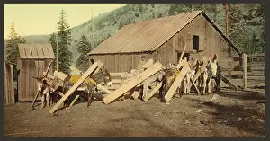 Lumber: Colorado. Burros loaded with lumber