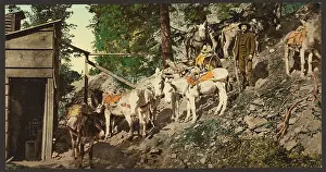 Burros: Colorado. Burros at silver mine