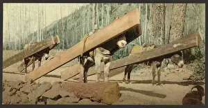 Lumber: Colorado. A lumber pack