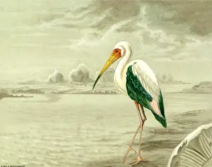 Storks: Colored Stork