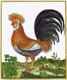 Drab: Colorful Hen