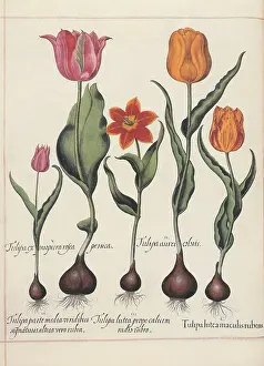 Tulips: Colorful Tulips
