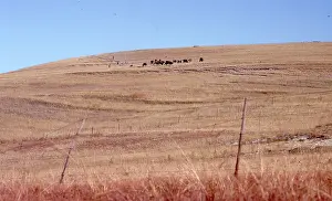 Transkei: Colour photo of cattle in the dry landscape of