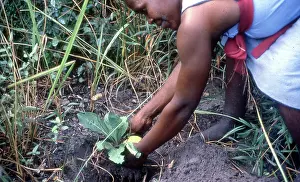 Sangoma: Colour photo of gathering herbs and plants for