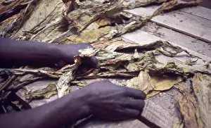 Zanu: Colour photo of worker's hands preparing tobacco