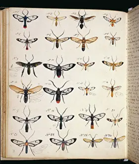 Entomologist: Coloured sketches of insects