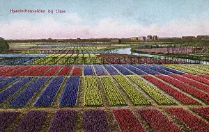 Lisse: Colourful Hyacinth fields at Lisse in The Netherlands