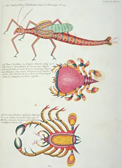Grasshopper: Colourful illustration of two crabs and a grasshopper