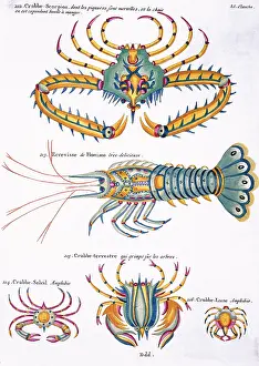 Lobster: Colourful illustration of four crabs and a lobster