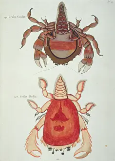 Decapod: Colourful illustration of two crustaceans