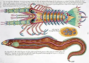 Lobster: Colourful illustration of an eel and a crustacean