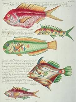 Forked: Colourful illustration of five fish