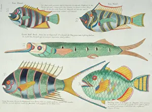 Forked: Colourful illustration of five fish