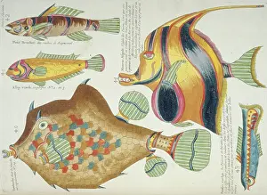 Renard: Colourful illustration of five fish
