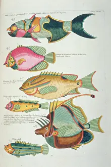 Renard: Colourful illustration of six fish