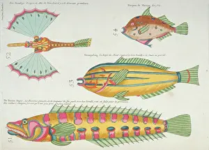 Renard: Colourful illustration of four fish