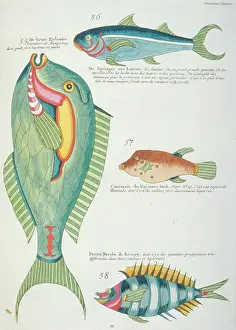 Renard: Colourful illustration of four fish