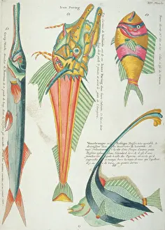 Renard: Colourful illustration of four fish