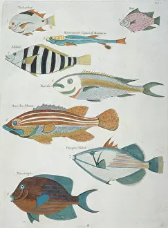 Renard: Colourful illustration of eight fish