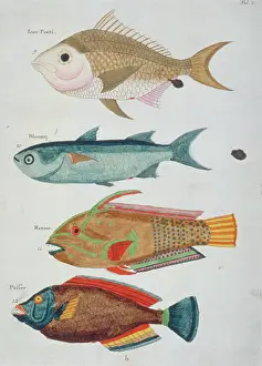 Renard: Colourful illustration of four fish