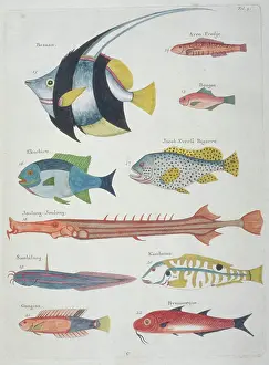 Renard: Colourful illustration of ten fish