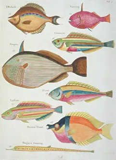 Renard: Colourful illustration of eight fish