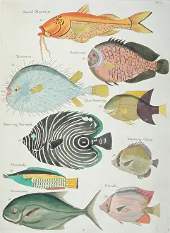 Renard: Colourful illustration of nine fish