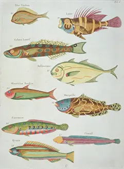 Renard: Colourful illustration of nine fish