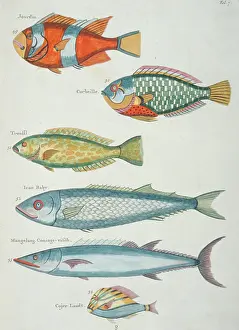 Renard: Colourful illustration of six fish