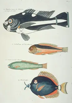 Renard: Colourful illustration of four fish