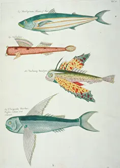 Renard: Colourful illustration of four fish