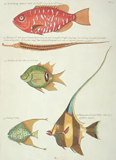 Renard: Colourful illustration of five fish