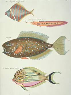 Renard: Colourful illustration of four fish