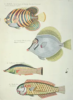 Renard: Colourful illustration of four fish