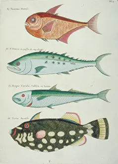 Renard: Colourful illustration of four fish