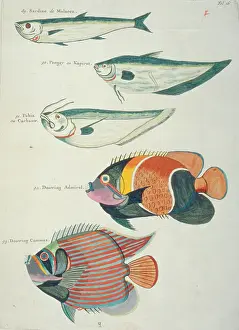 Renard: Colourful illustration of five fish
