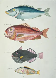 Renard: Colourful illustration of four fish