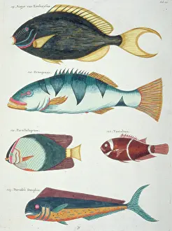 Renard: Colourful illustration of five fish