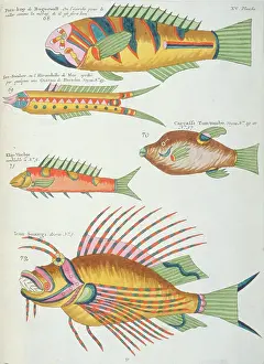 Renard: Colourful illustration of five fish