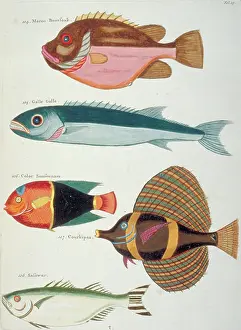 Renard: Colourful illustration of five fish