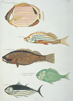 Renard: Colourful illustration of five fish