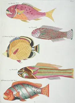 Renard: Colourful illustration of five fish
