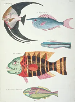 Renard: Colourful illustration of five fish