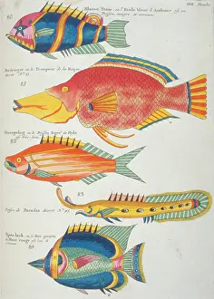 Renard: Colourful illustration of five fish