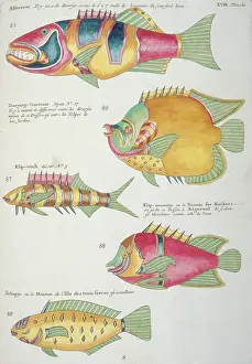 Renard: Colourful illustration of five fish